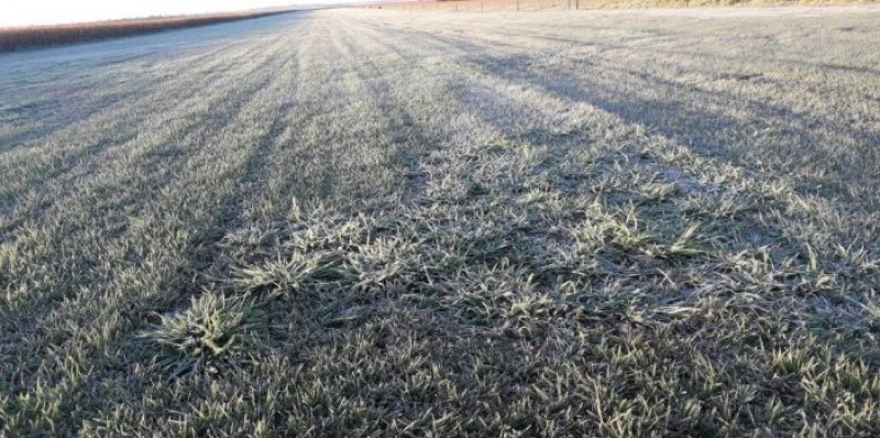 Massa de ar polar traz riscos para a safra de inverno na Argentina, Paraguai, Uruguai e sul do Brasil