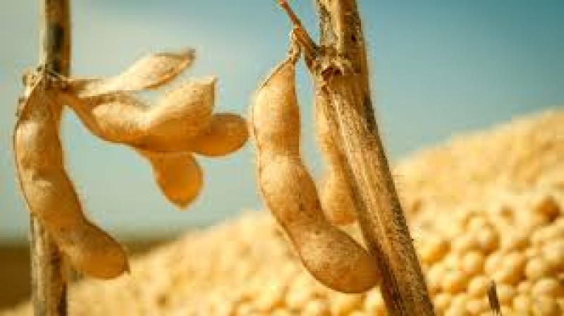 Soja segue trabalhando em alta na Bolsa de Chicago nesta 5ª feira com clima adverso no Corn Belt