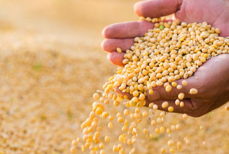 Produção de soja no Brasil cresce mais de 13% ao ano