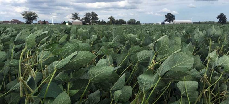 Soja tem 5ª feira de novas e fortes baixas em Chicago com mais chuvas chegando aos EUA
