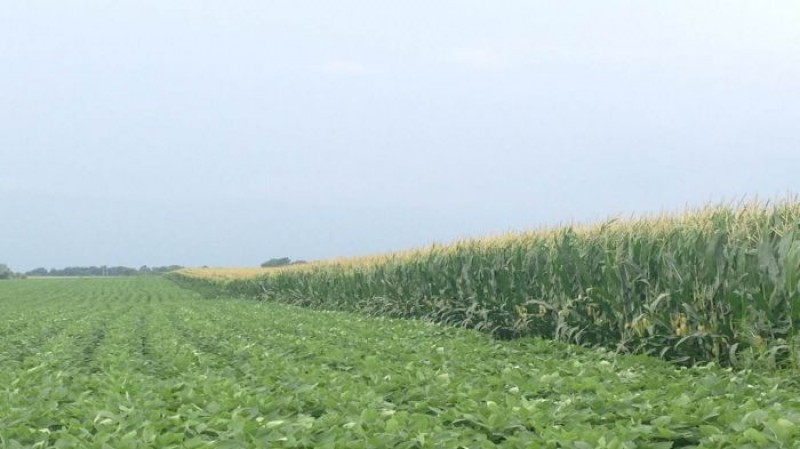 USDA deve trazer números menores para soja e milho nos EUA nesta 5ª feira