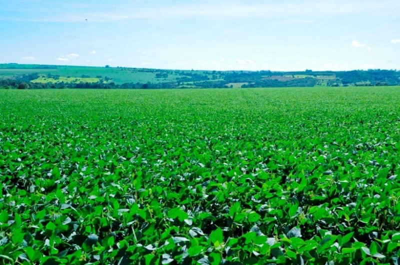 Mercado em Chicago recua nesta 2ª feira e volta a focar o clima no Corn Belt