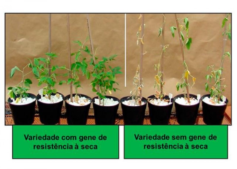 Aprovada 1ª soja resistente a lagartas e tolerante a 3 herbicidas Tecnologia Bt possui resistência a lagartas