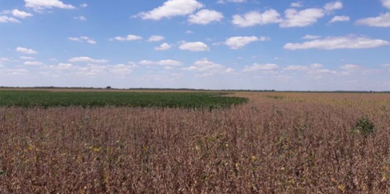 Com produtividade menor e preços baixos, comercialização da soja e do milho está mais lenta em Illinois