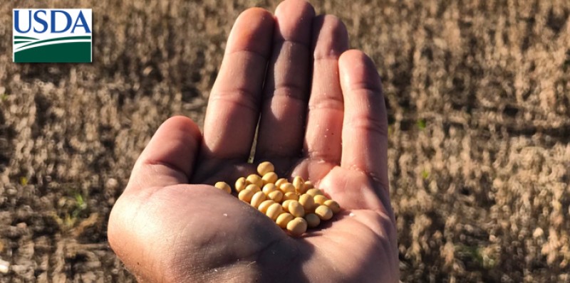 Mercado inicia semana com estabilidade em Chicago à espera dos novos números do USDA