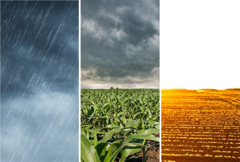 chuva favorece o plantio e o desenvolvimento da soja
