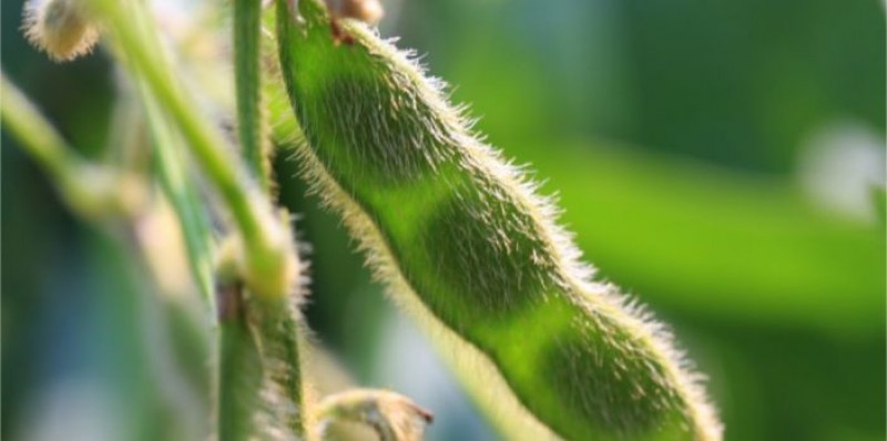 Produtores de MT pedem na Justiça nulidade da patente da soja Intacta da Monsanto