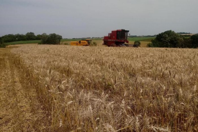 Produção de trigo no RS deve encolher quase 40% segundo a Conab