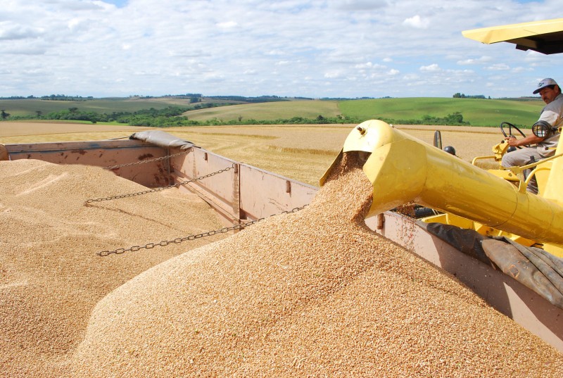 Colheita do trigo atinge 78% da área plantada no RS
