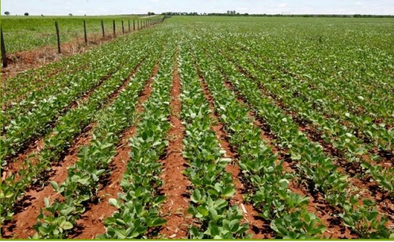 Soja tem altas de dois dígitos neste início de semana na CBOT com clima preocupando na América do Sul