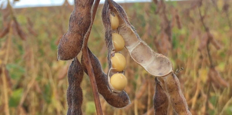 La Niña se confirma! Saiba os impactos para a soja e o milho