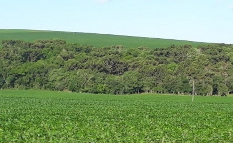 CONDIÇÕES LAVOURAS EMATER