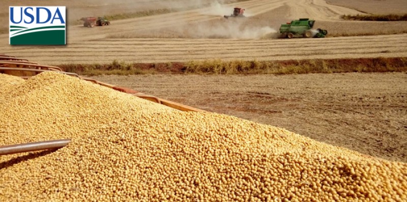 À espera dos números do USDA, em Chicago, mercado da soja se mantém estável nesta 3ª feira