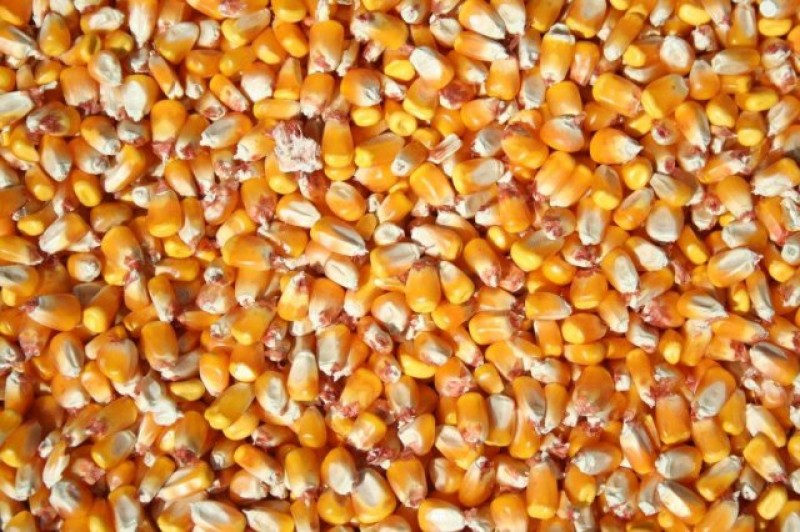 Agroindústrias querem importar milho dos Estados Unidos e Argentina