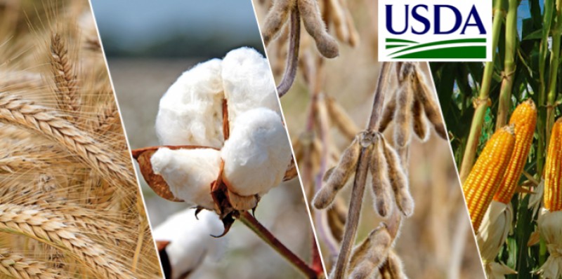USDA traz área menor de soja para os EUA