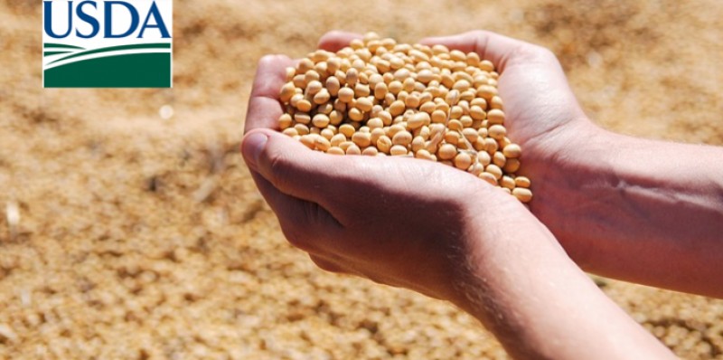 USDA reduz estoques finais de soja dos EUA e traz números menores para nova safra