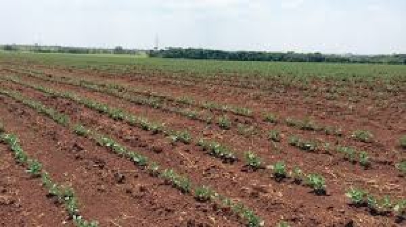 USDA traz bom avanço do plantio nos EUA