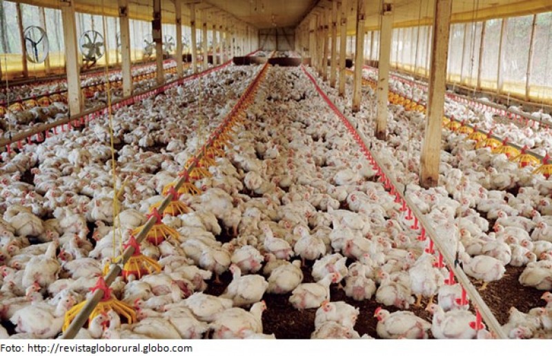 Falta de ração pode provocar morte de 1 bilhão de aves