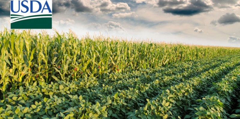 USDA reduz estoques finais de soja e milho dos EUA da safra 2018/19