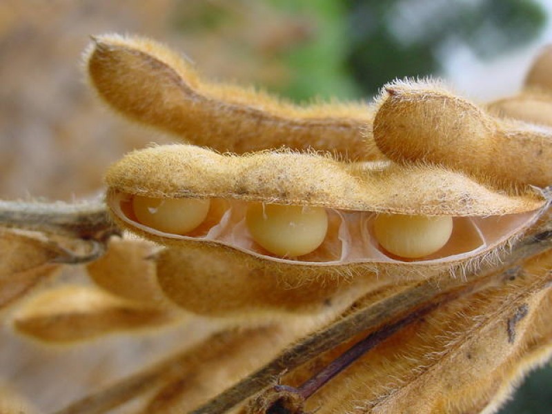 EUA elevam estimativa de área plantada