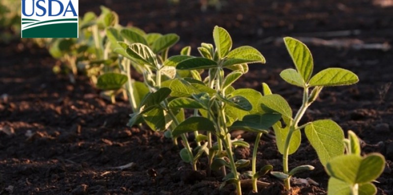 USDA estima redução de 1% nas áreas de soja e milho da safra nova dos EUA