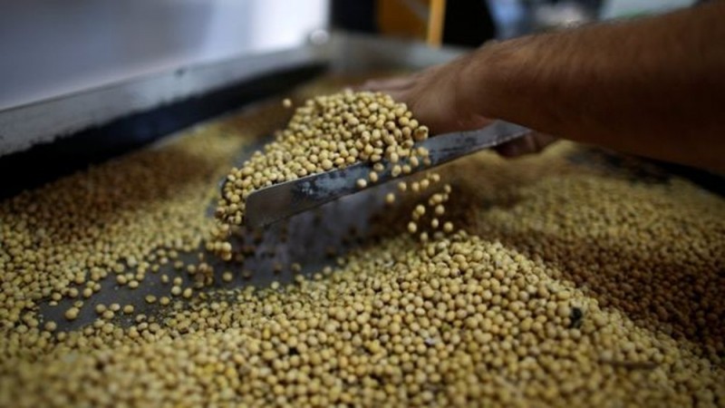 Agricultores trocam cana por soja no Brasil