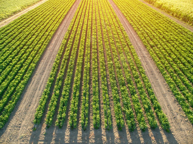 Herbicida para plantas resistentes é lançado pela FMC