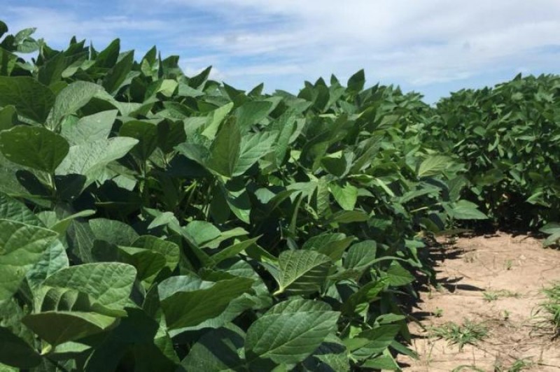 Produtores relatam perdas de até 30% na soja por conta do clima adverso