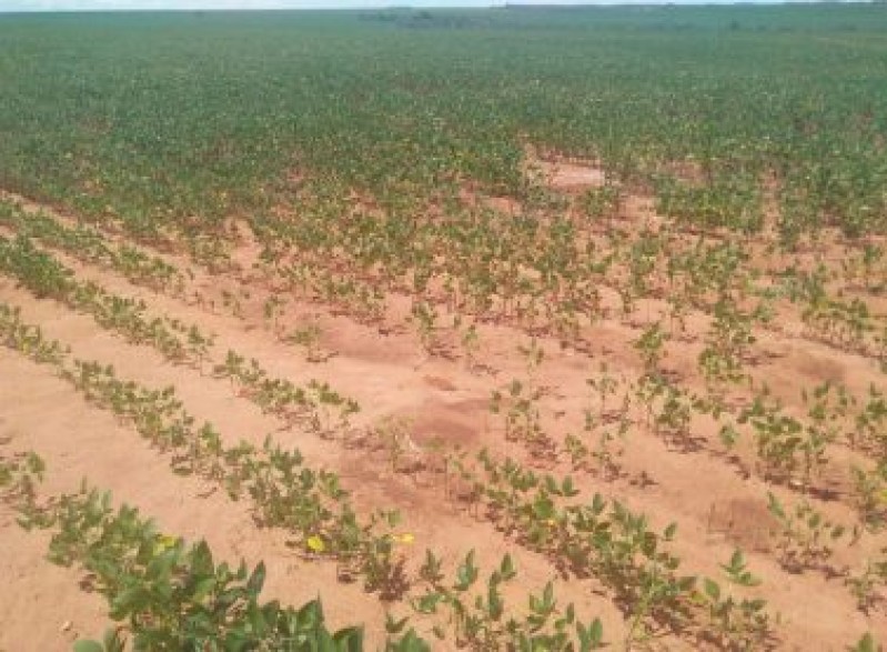 Imea revê safra e agora estima que Mato Grosso terá quebra na soja.
