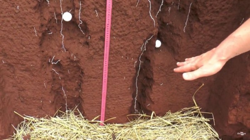 Atrás da braquiária, raiz da soja cresce 2 cm/dia e tem água pra passar o veranico