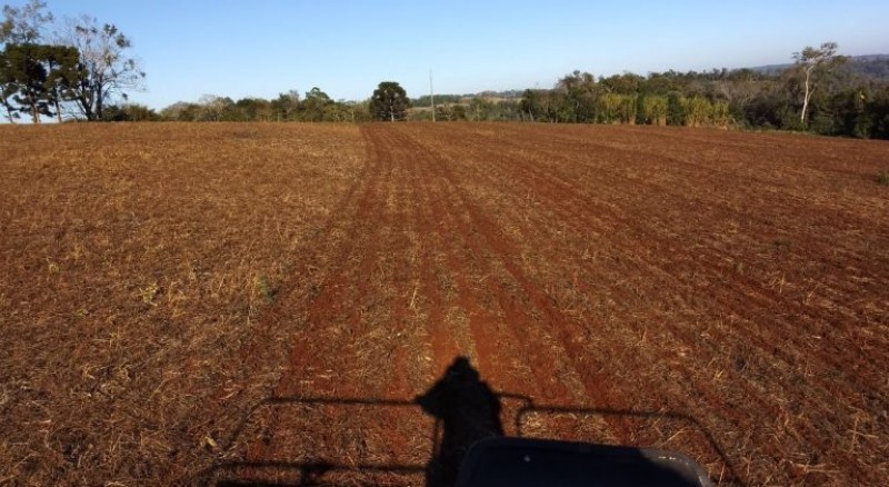 Expectativa era colher 70 sacas por hectare, mas só veio metade.