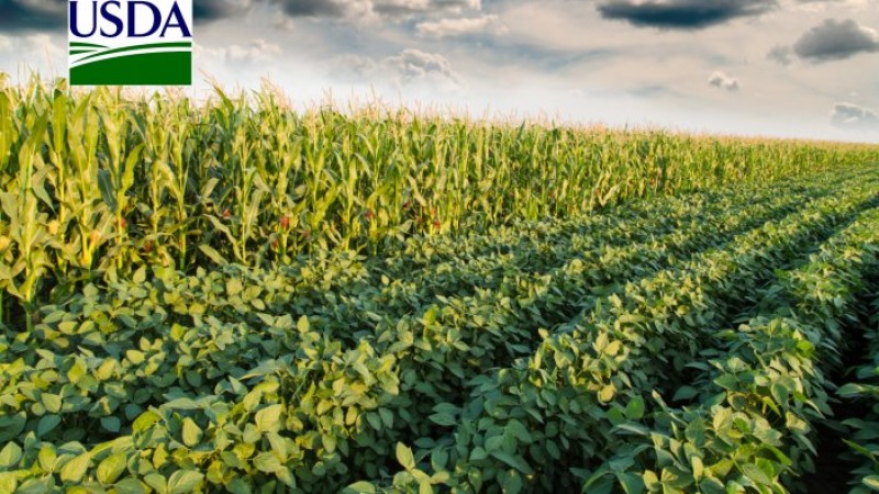 USDA reduz levemente estoques finais de soja dos EUA, dentro do esperado