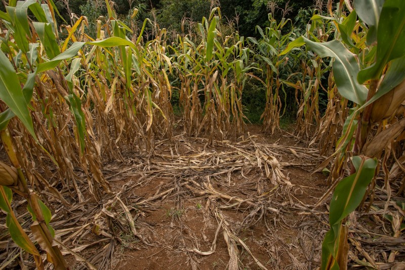 'Bioinvasão' com 200 mil javalis causa prejuízos em SC
