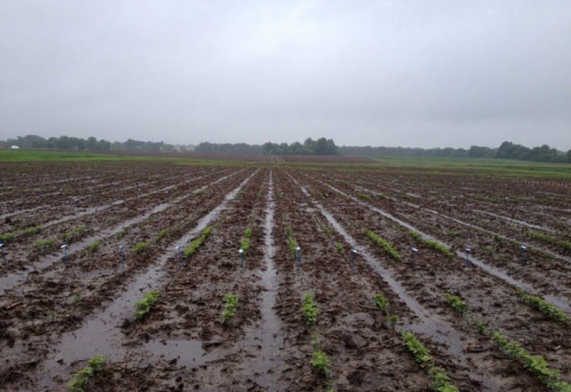 USDA confirma pouco avanço do plantio e um dos maiores atrasos da história dos EUA