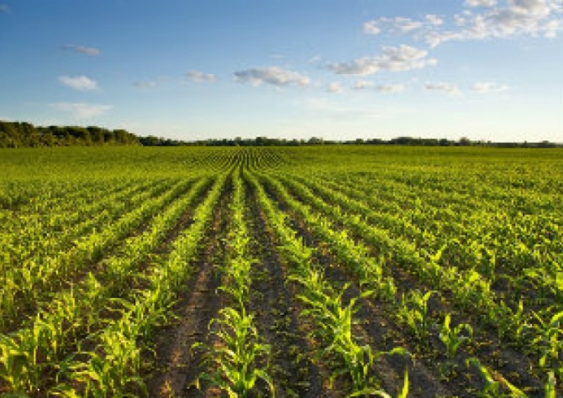 USDA confirma expectativas e reduz todos os números da safra 2019/20 de milho dos EUA