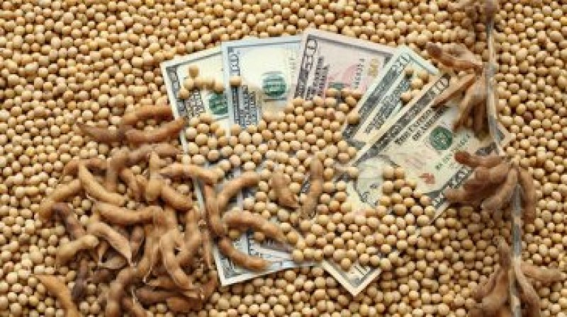 Soja em Chicago pode recuar mais 20 centavos no curto prazo, diz analista americano