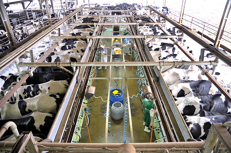 Indústria láctea gaúcha comemora acordo com a China