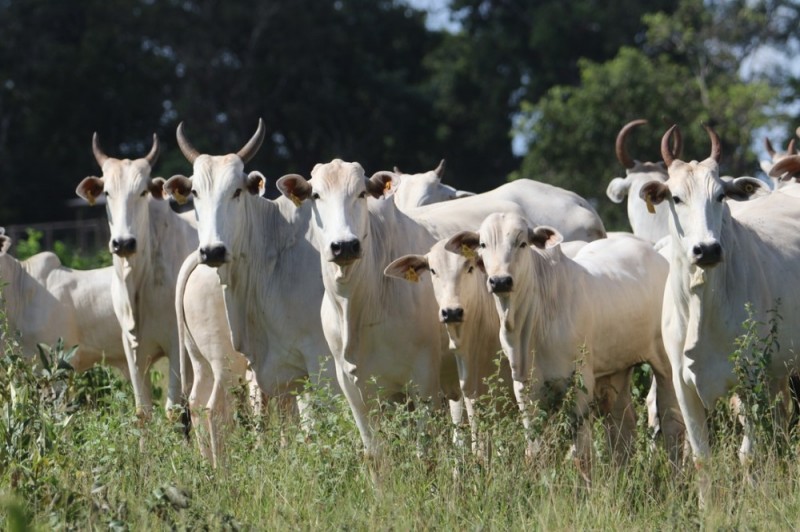 Faturamento da agropecuária brasileira deve avançar 2,1% em 2019 e chegar a R$ 617 bilhões