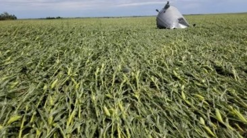 Índice de lavouras de milho de Iowa em boas/excelentes condições cai 10% na semana após tempestades