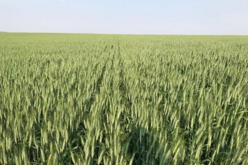 Safra gaúcha de trigo continua uma incógnita