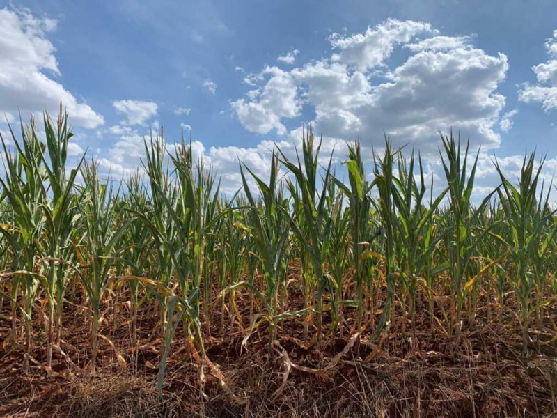 Entidades indicam ações para amenizar efeitos da estiagem no Rio Grande do Sul