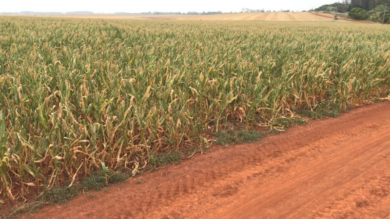 RS tem áreas com perda total no milho verão; SC vai colher 700 mil/t a menos