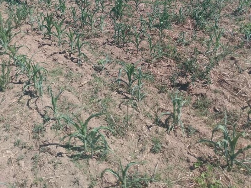 Lavouras de milho e tabaco são as mais impactadas