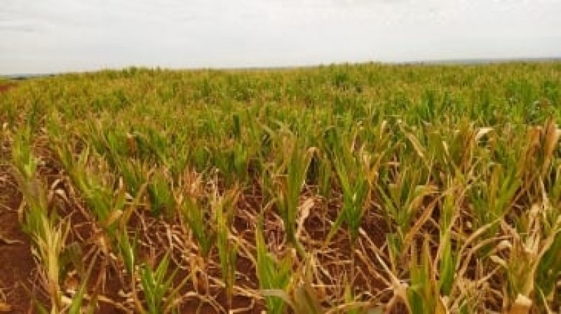 Safrinha de milho deve ter média de apenas 30 sacas por hectare no Norte do Paraná