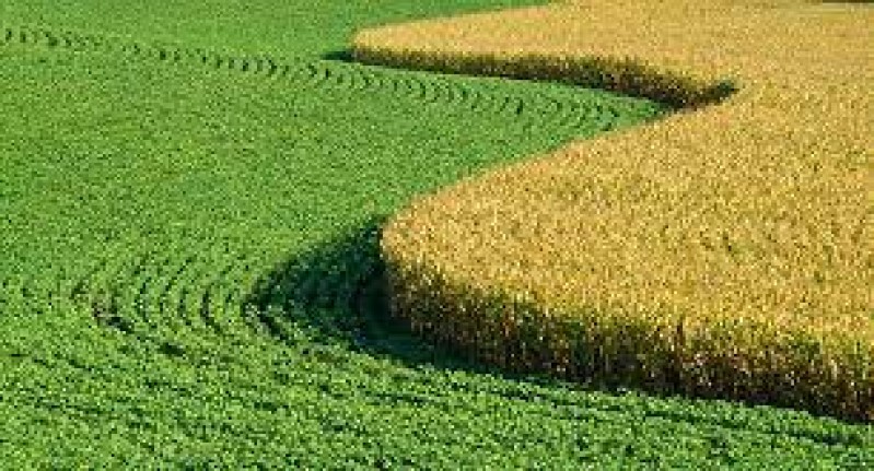 Custos da soja e do milho tem elevação de 50% no período de 12 mesess