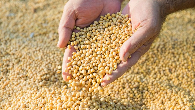Soja fecha em queda na Bolsa de Chicago com divulgação 'acidental' de números de área pelo USDA
