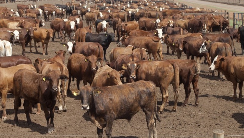 China pode cortar demanda de soja em 30 milhões de toneladas