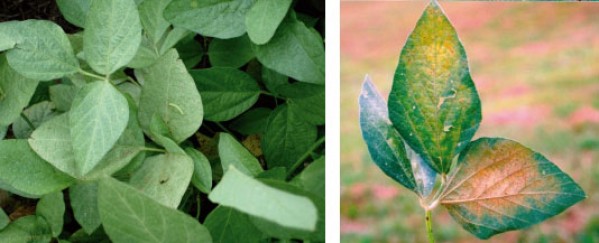 Ocorrência de ácaros na cultura da soja