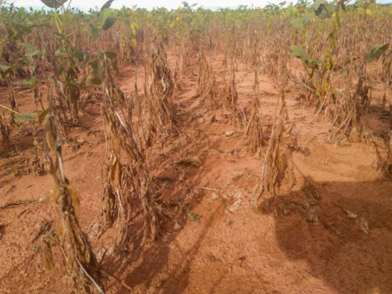 A colheita de soja já chega a 34% no Rio Grande do Su