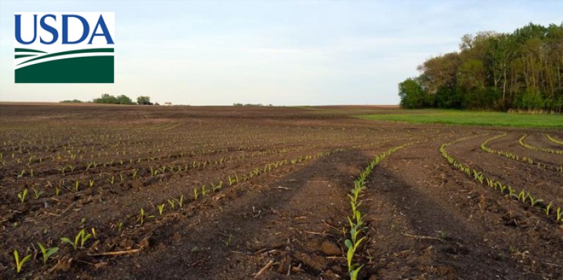 USDA indica bom avanço do plantio de soja e milho nos EUA com condições melhores de clima no Corn Belt